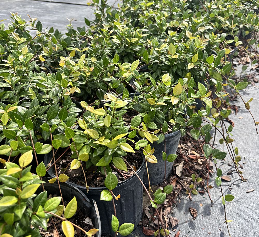trachelospermum-asiaticum-asiatic-jasmine