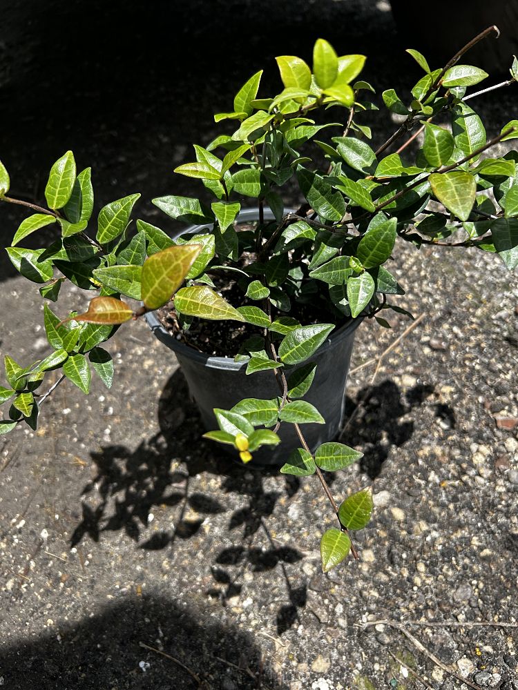 trachelospermum-asiaticum-asiatic-jasmine