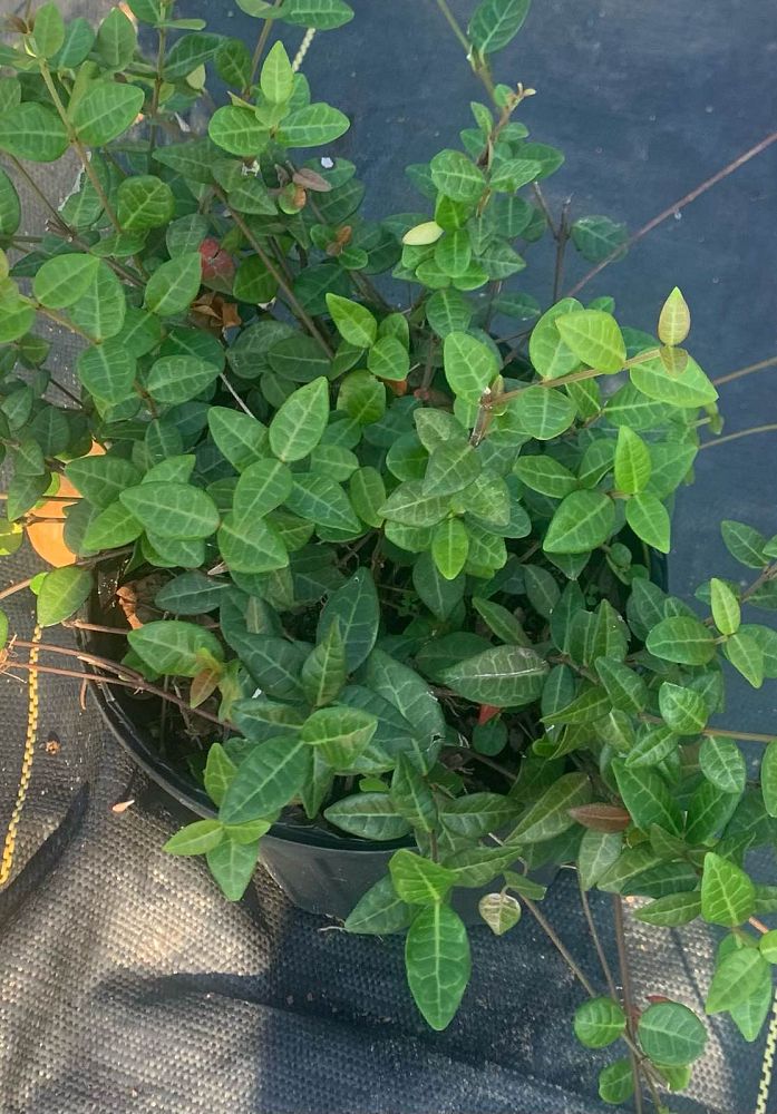 trachelospermum-asiaticum-asiatic-jasmine