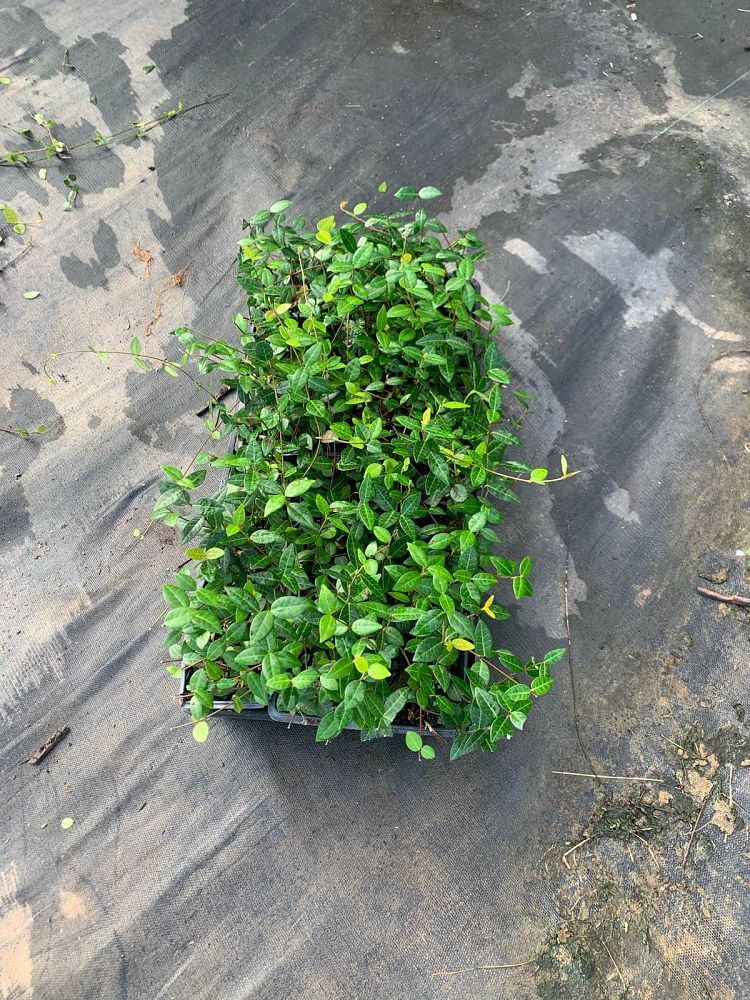 trachelospermum-asiaticum-asiatic-jasmine