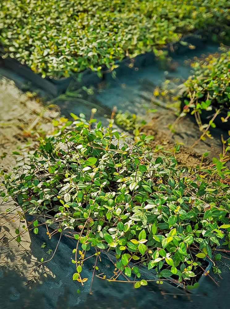 trachelospermum-asiaticum-asiatic-jasmine
