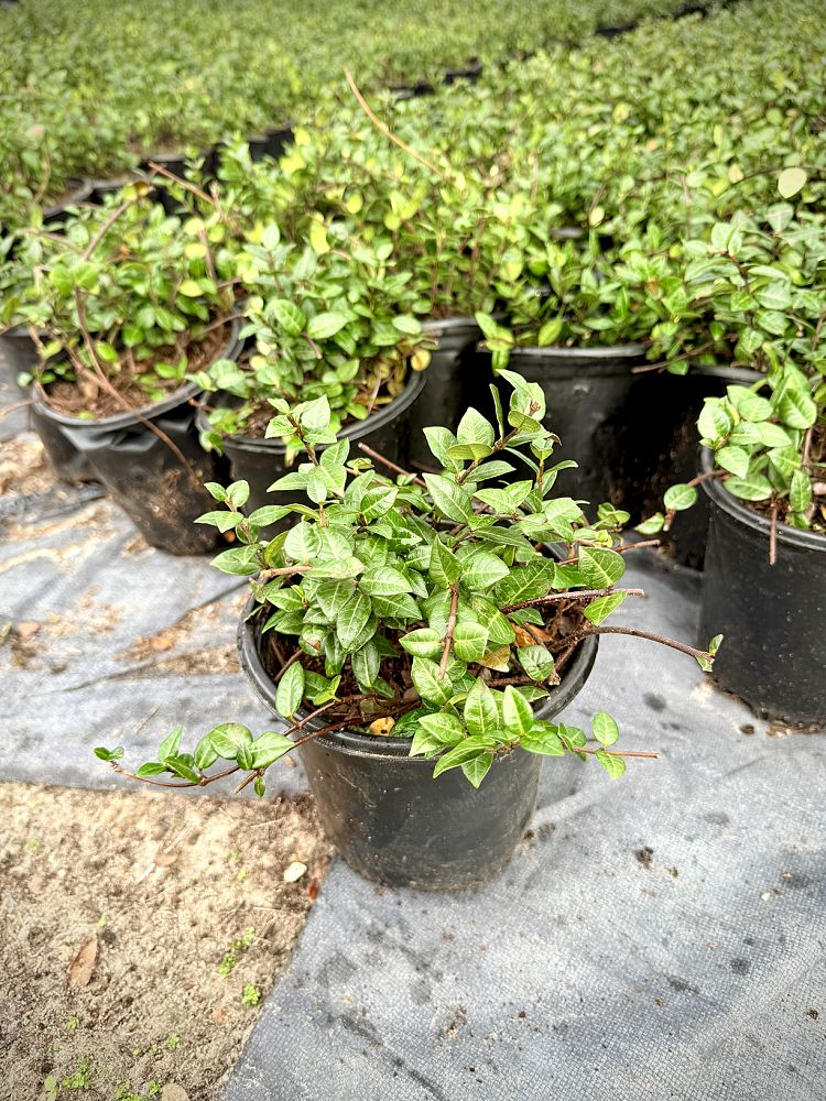 trachelospermum-asiaticum-asiatic-jasmine