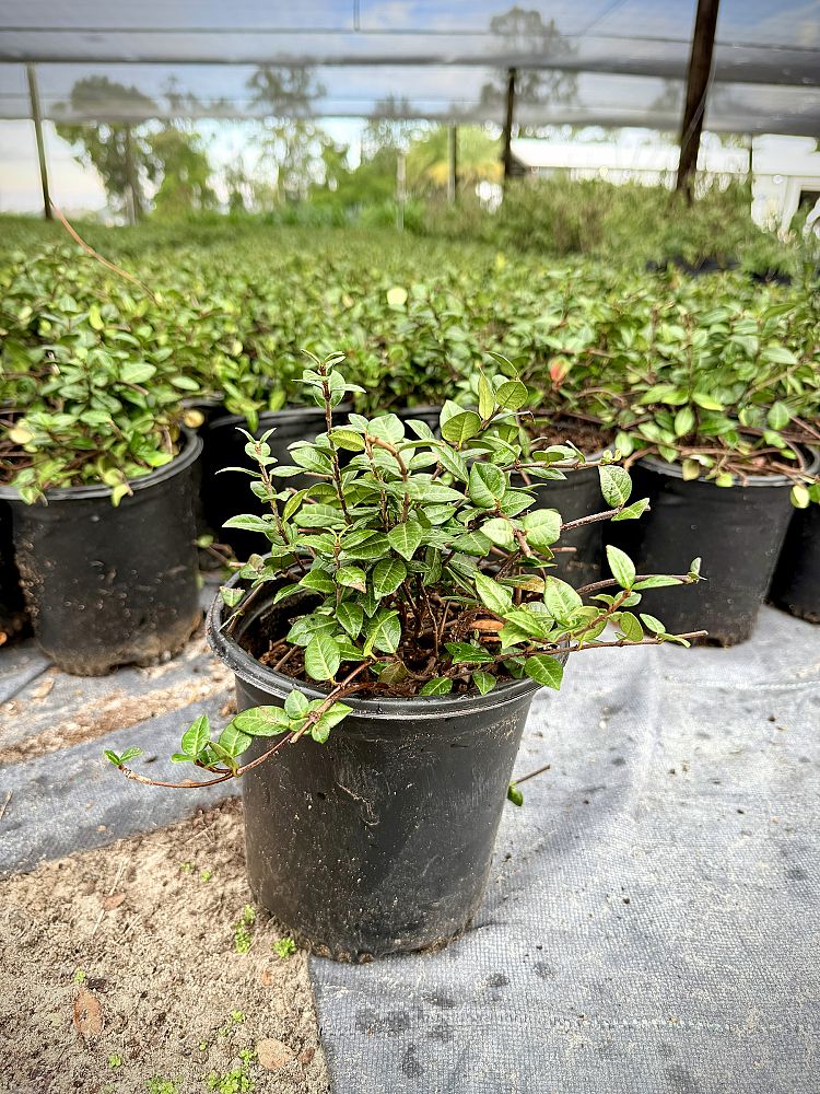 trachelospermum-asiaticum-asiatic-jasmine