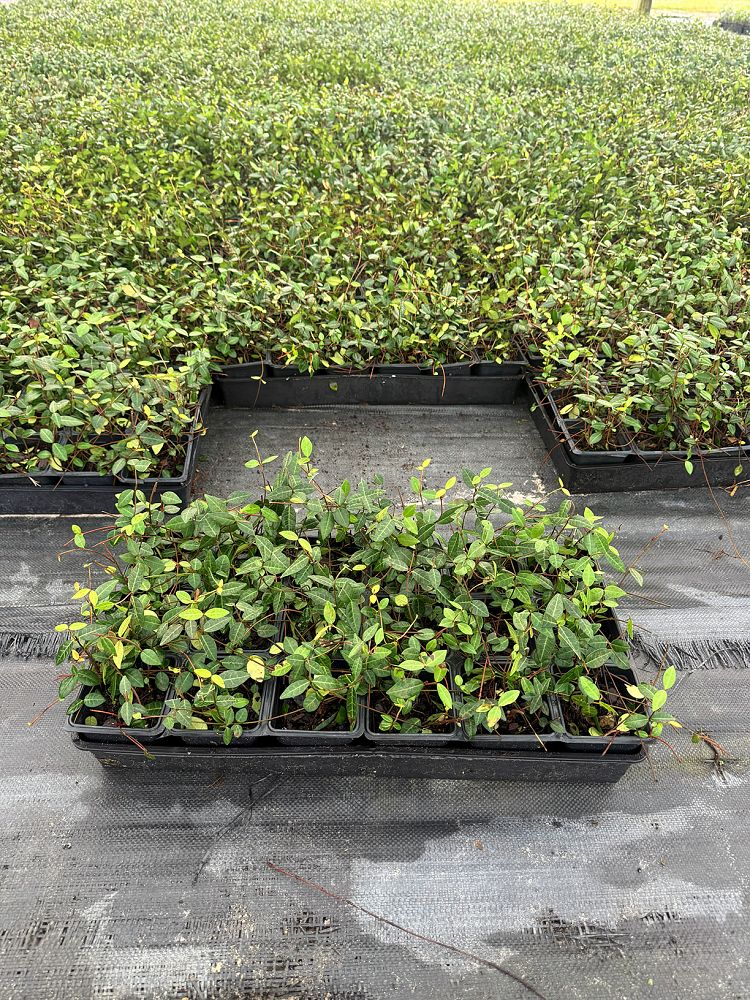 trachelospermum-asiaticum-asiatic-jasmine