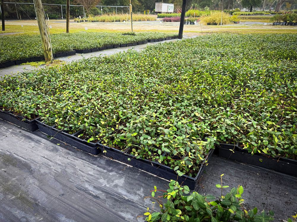 trachelospermum-asiaticum-asiatic-jasmine