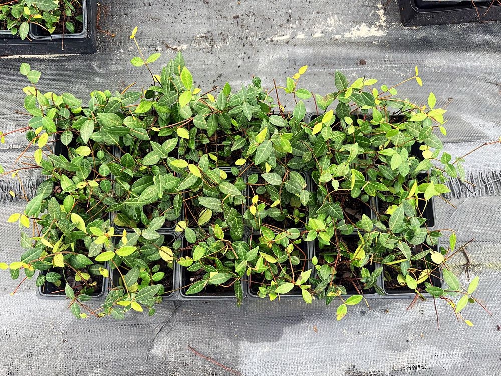 trachelospermum-asiaticum-asiatic-jasmine