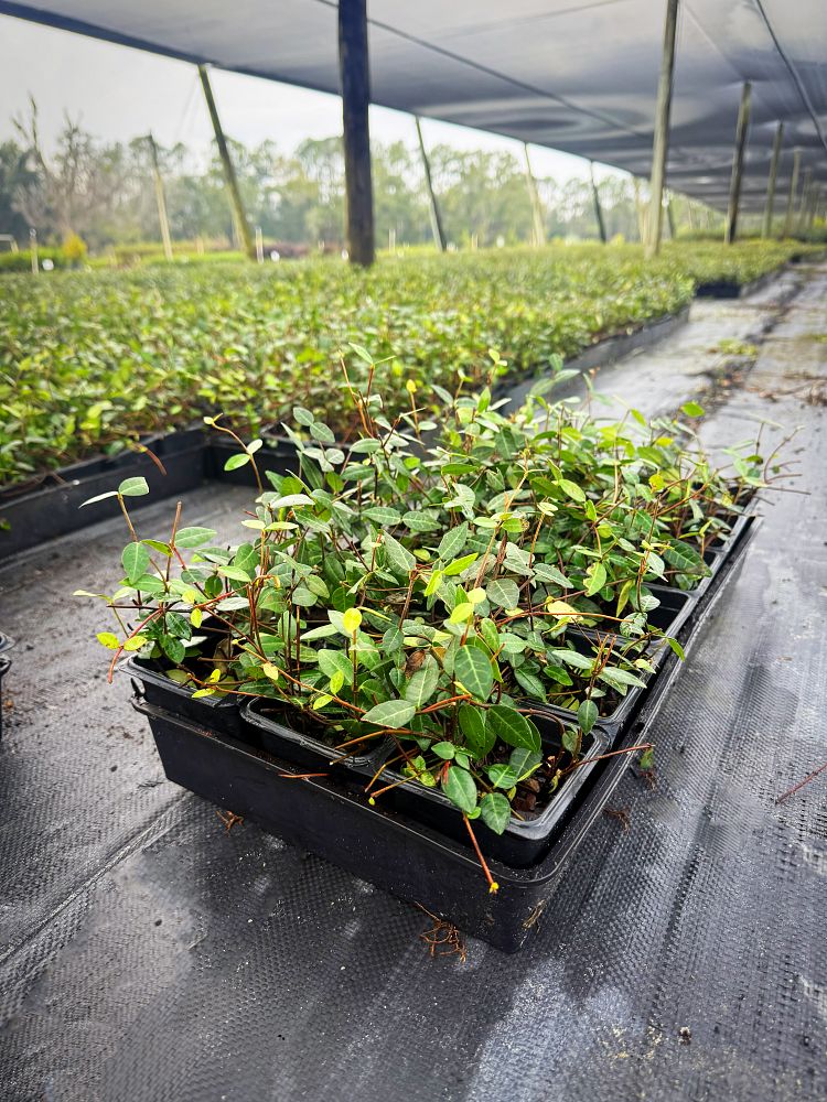 trachelospermum-asiaticum-asiatic-jasmine