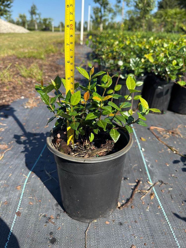 trachelospermum-asiaticum-asiatic-jasmine