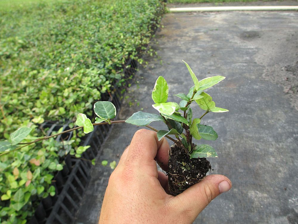 trachelospermum-asiaticum-bronze-beauty-asiatic-jasmine