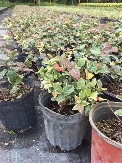 trachelospermum-asiaticum-bronze-beauty-asiatic-jasmine