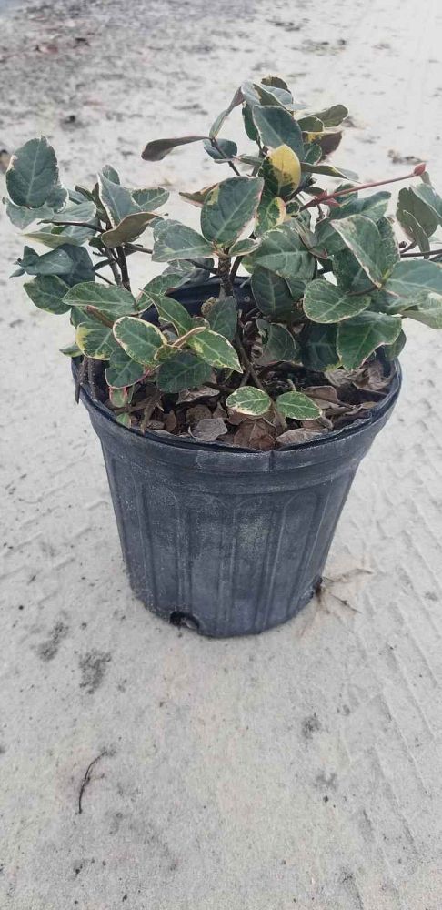 trachelospermum-asiaticum-bronze-beauty-asiatic-jasmine