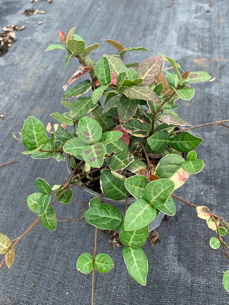 trachelospermum-asiaticum-bronze-beauty-asiatic-jasmine