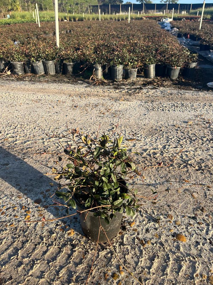 trachelospermum-asiaticum-bronze-beauty-asiatic-jasmine