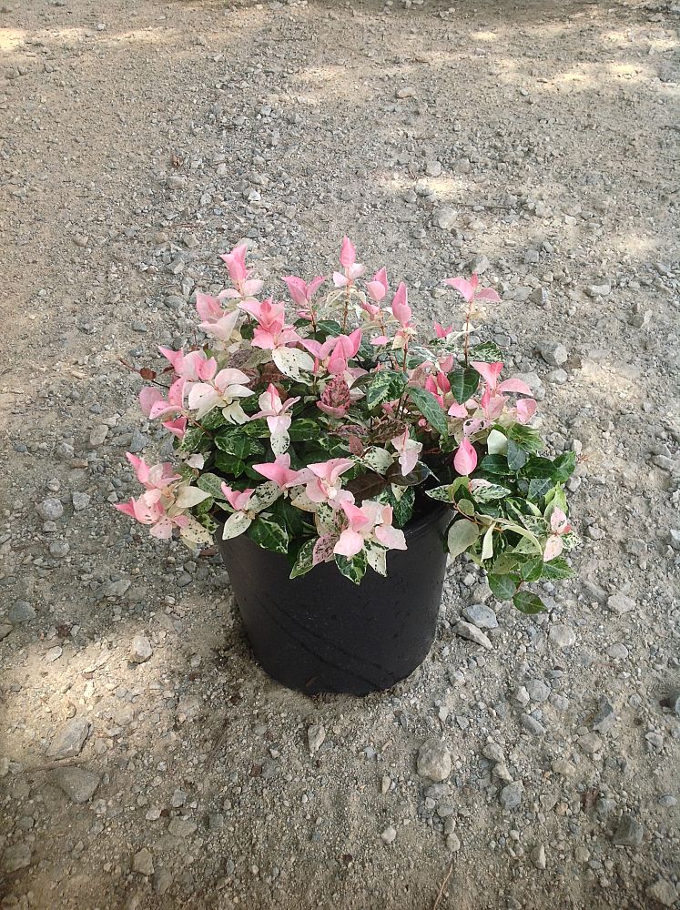 trachelospermum-asiaticum-hosns-asiatic-jasmine-trachelospermum-asiaticum-snow-n-summer
