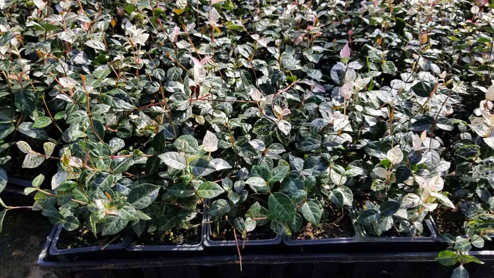 trachelospermum-asiaticum-hosns-asiatic-jasmine-trachelospermum-asiaticum-snow-n-summer
