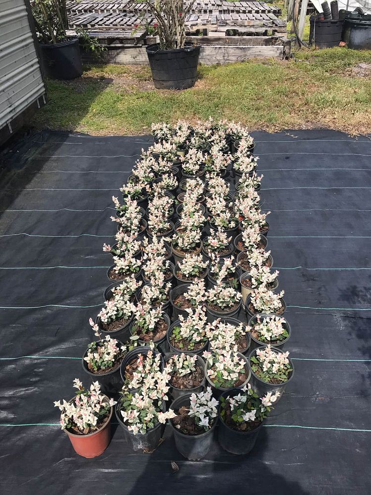trachelospermum-asiaticum-hosns-asiatic-jasmine-trachelospermum-asiaticum-snow-n-summer