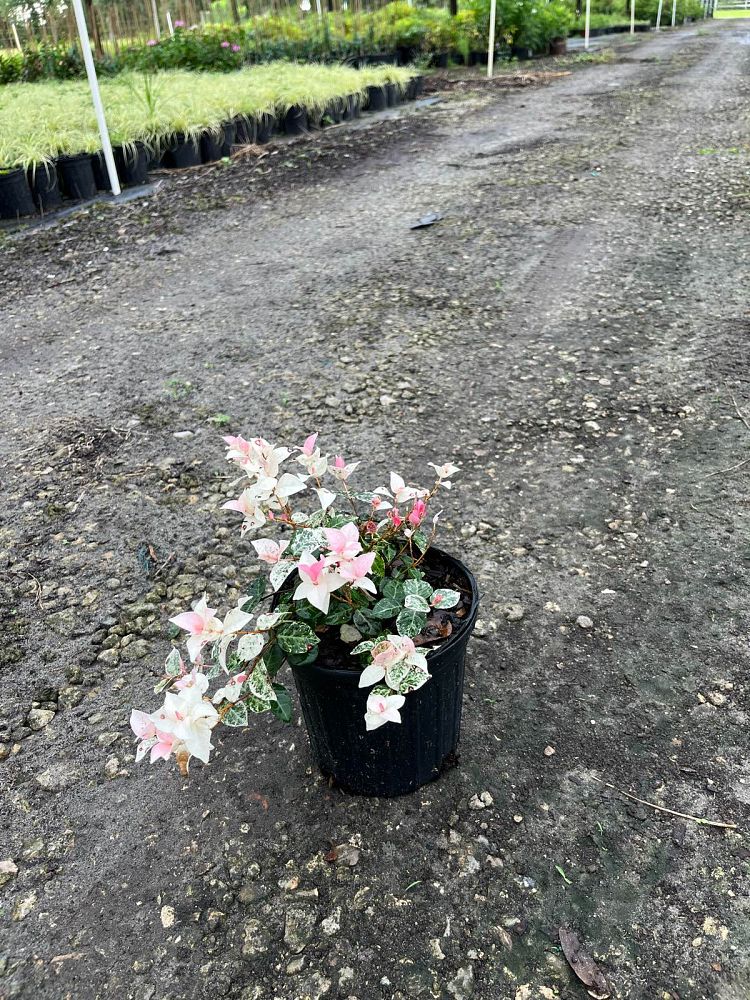 trachelospermum-asiaticum-hosns-asiatic-jasmine-trachelospermum-asiaticum-snow-n-summer