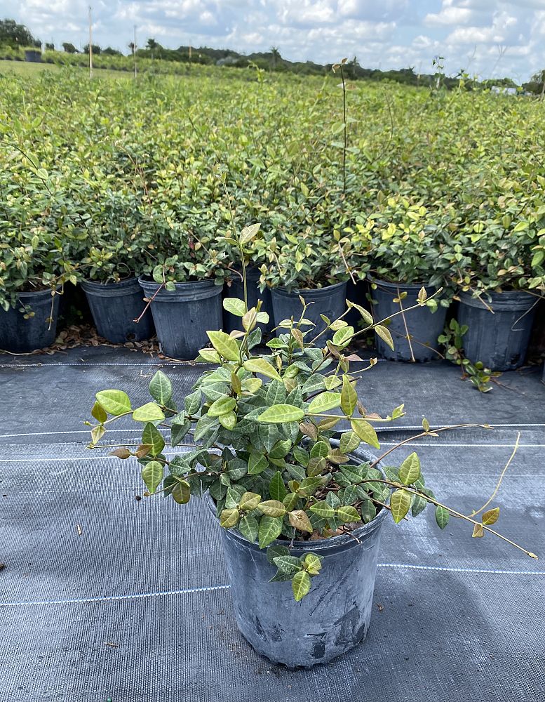 trachelospermum-asiaticum-mini-mound-asiatic-jasmine