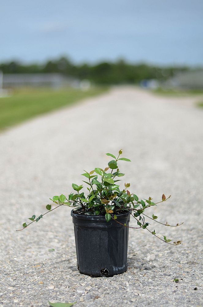 trachelospermum-asiaticum-minima-asiatic-jasmine
