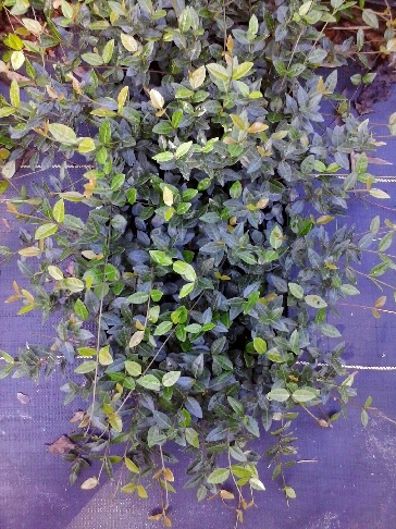 trachelospermum-asiaticum-minima-asiatic-jasmine