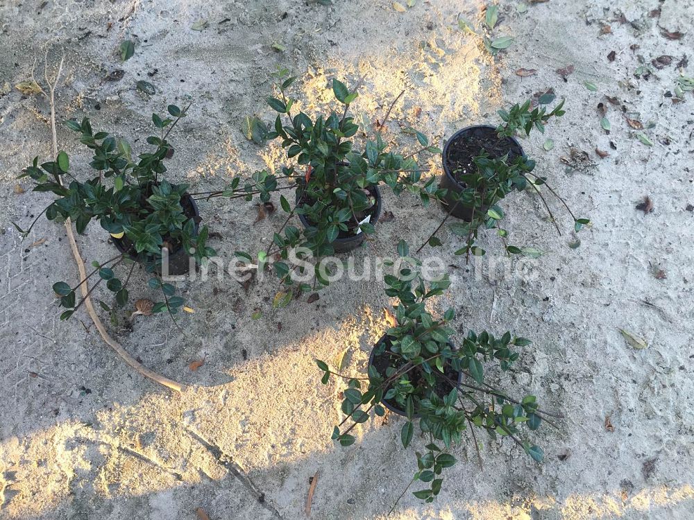 trachelospermum-asiaticum-minima-asiatic-jasmine