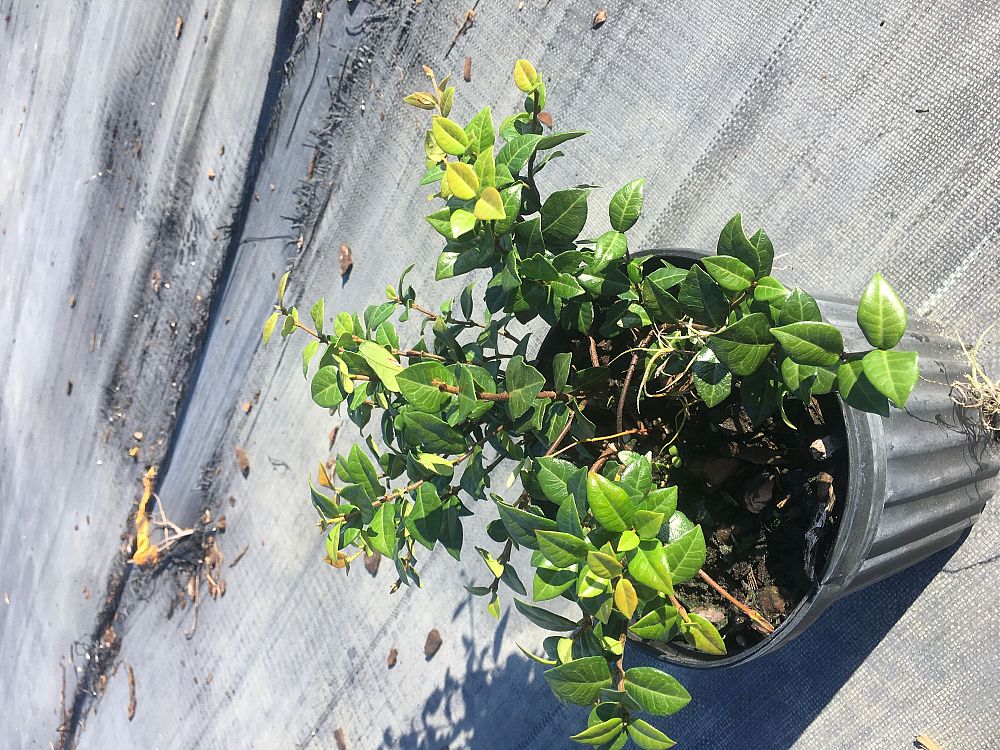 trachelospermum-asiaticum-minima-asiatic-jasmine