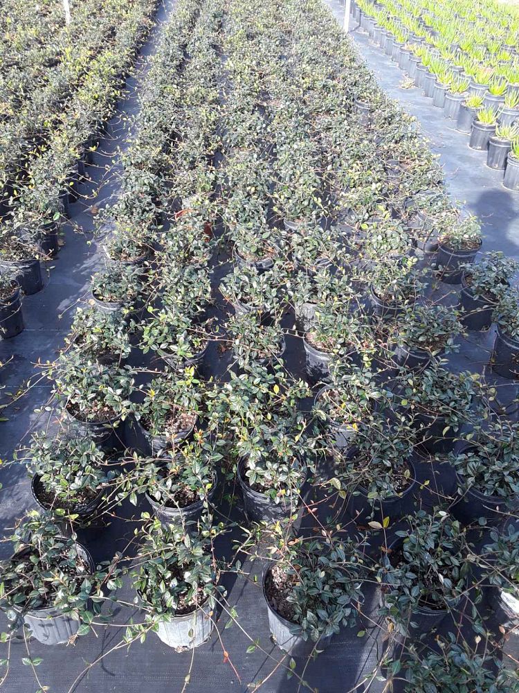 trachelospermum-asiaticum-minima-asiatic-jasmine