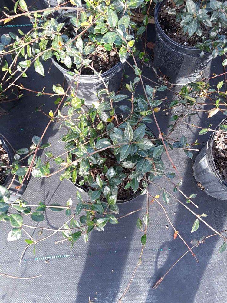 trachelospermum-asiaticum-minima-asiatic-jasmine