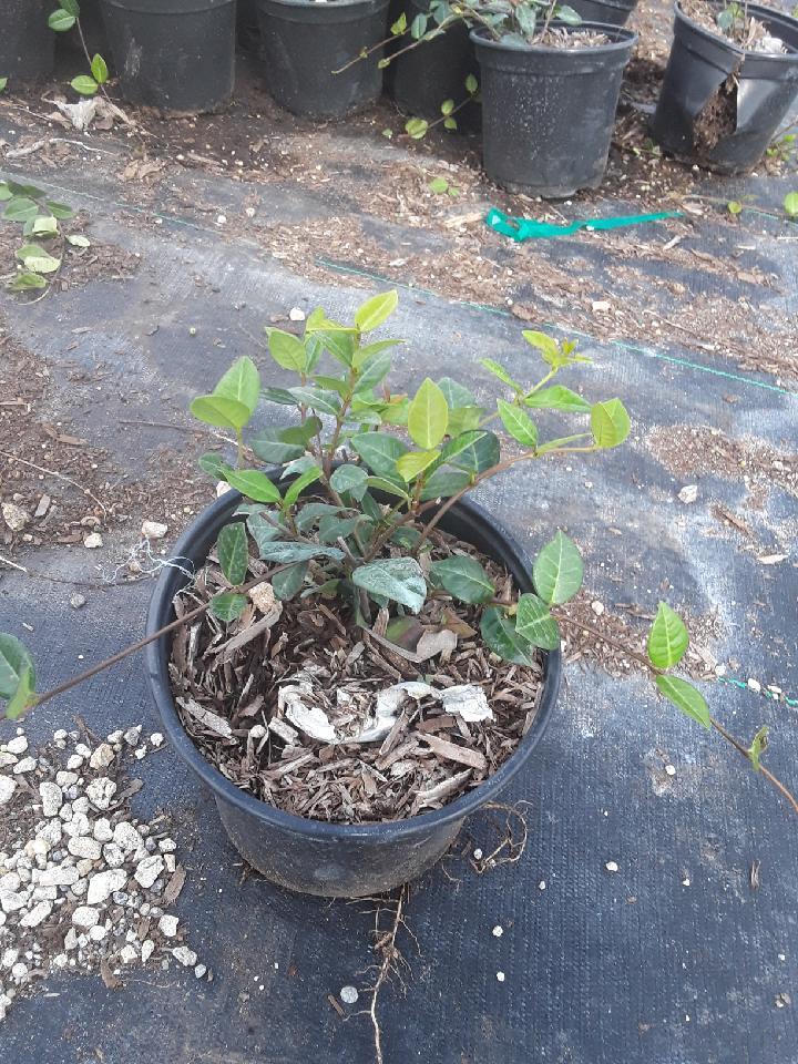 trachelospermum-asiaticum-minima-asiatic-jasmine