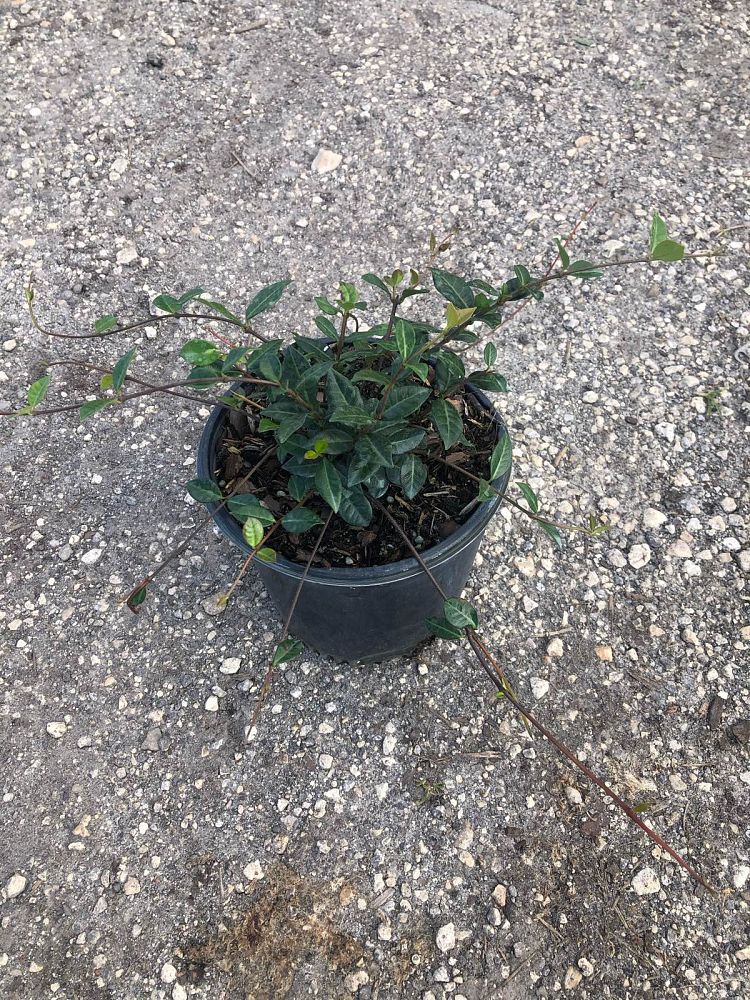 trachelospermum-asiaticum-minima-asiatic-jasmine