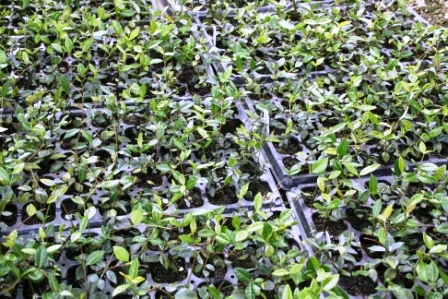 trachelospermum-asiaticum-minima-asiatic-jasmine