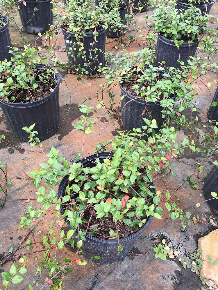 trachelospermum-asiaticum-minima-asiatic-jasmine