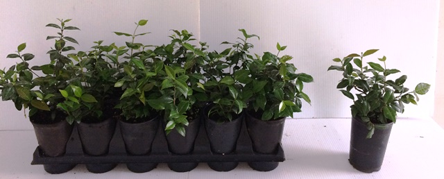 trachelospermum-asiaticum-minima-asiatic-jasmine