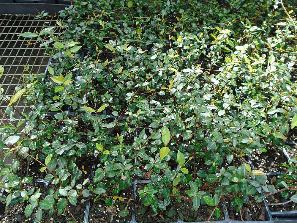 trachelospermum-asiaticum-minima-asiatic-jasmine