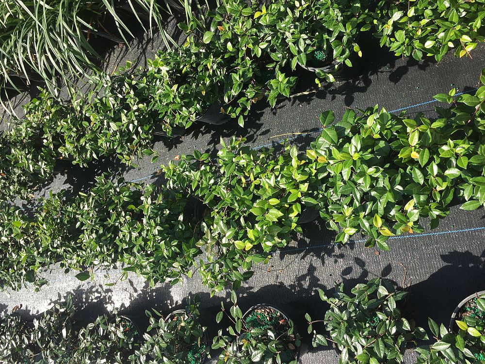 trachelospermum-asiaticum-minima-asiatic-jasmine