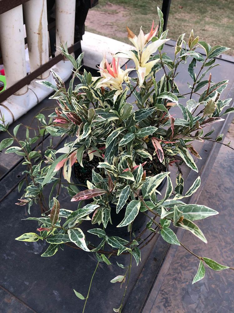 trachelospermum-asiaticum-minima-asiatic-jasmine