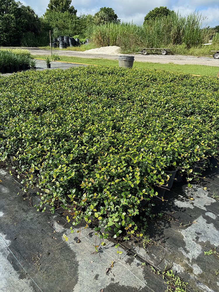 trachelospermum-asiaticum-minima-asiatic-jasmine