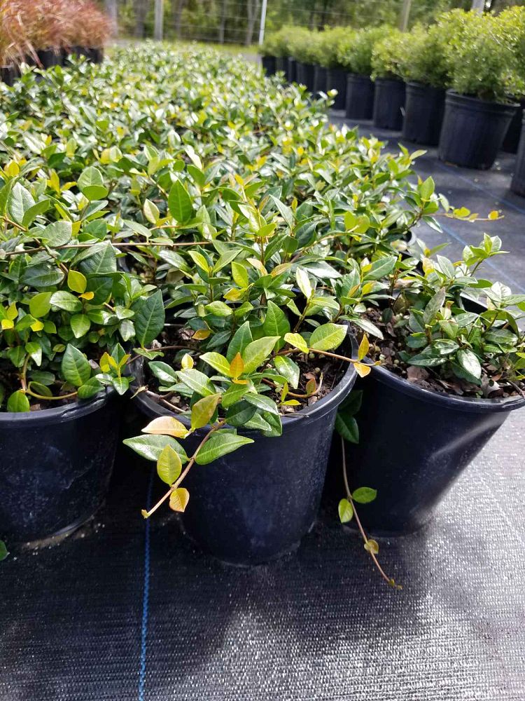 trachelospermum-asiaticum-minima-asiatic-jasmine