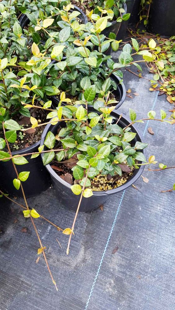 trachelospermum-asiaticum-minima-asiatic-jasmine