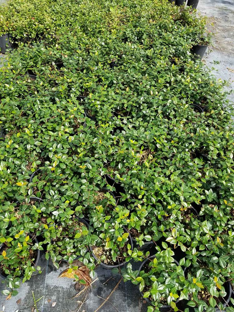 trachelospermum-asiaticum-minima-asiatic-jasmine
