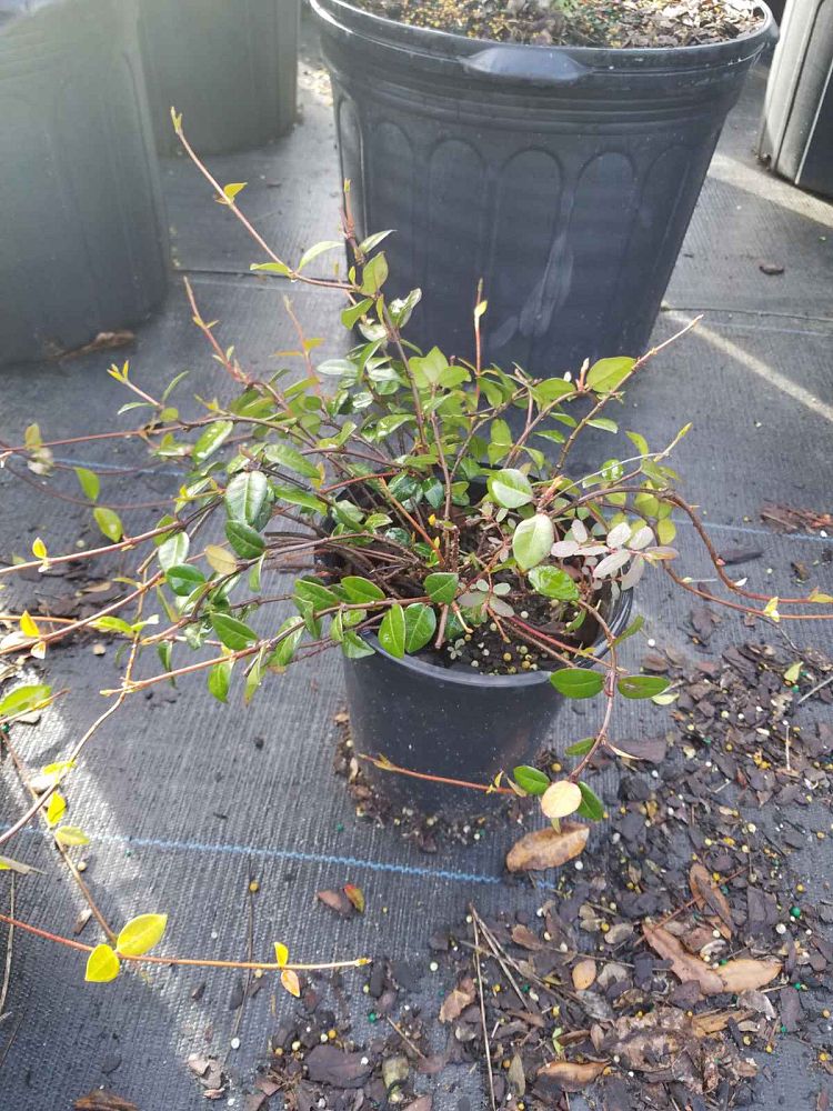 trachelospermum-asiaticum-minima-asiatic-jasmine