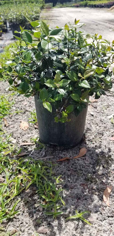 trachelospermum-asiaticum-minima-asiatic-jasmine