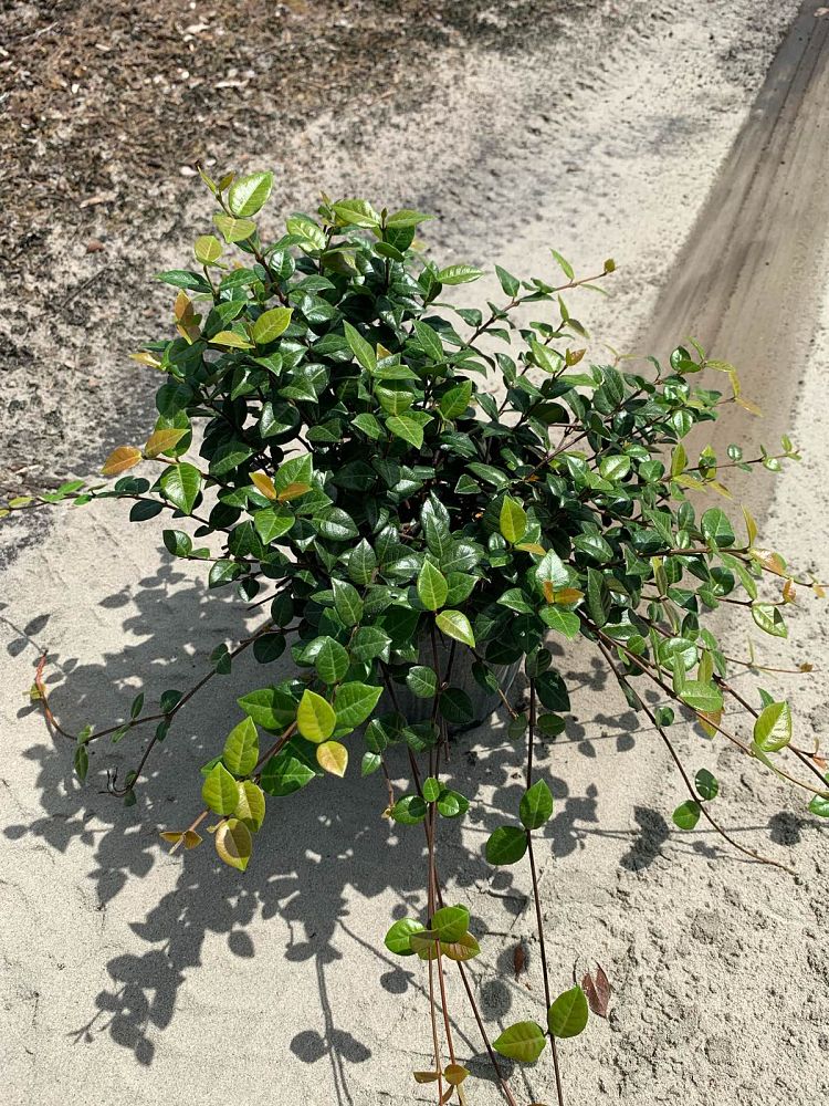trachelospermum-asiaticum-minima-asiatic-jasmine