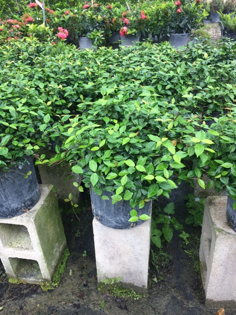 trachelospermum-asiaticum-minima-asiatic-jasmine
