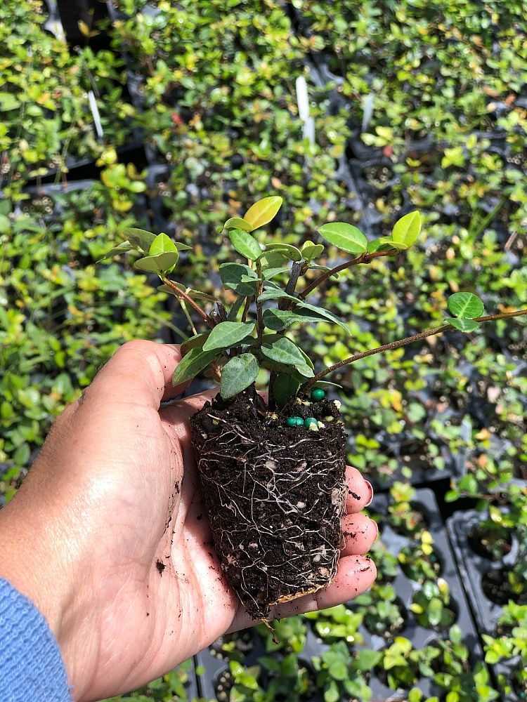 trachelospermum-asiaticum-minima-asiatic-jasmine