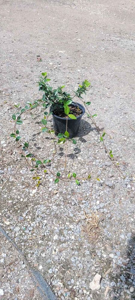 trachelospermum-asiaticum-minima-asiatic-jasmine