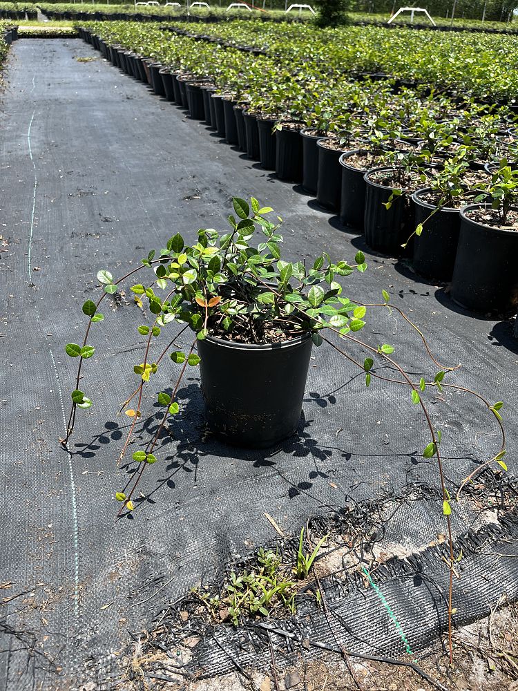 trachelospermum-asiaticum-minima-asiatic-jasmine