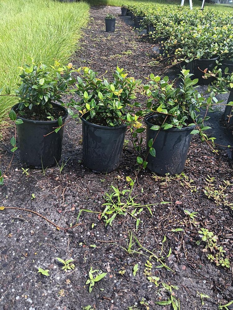trachelospermum-asiaticum-minima-asiatic-jasmine