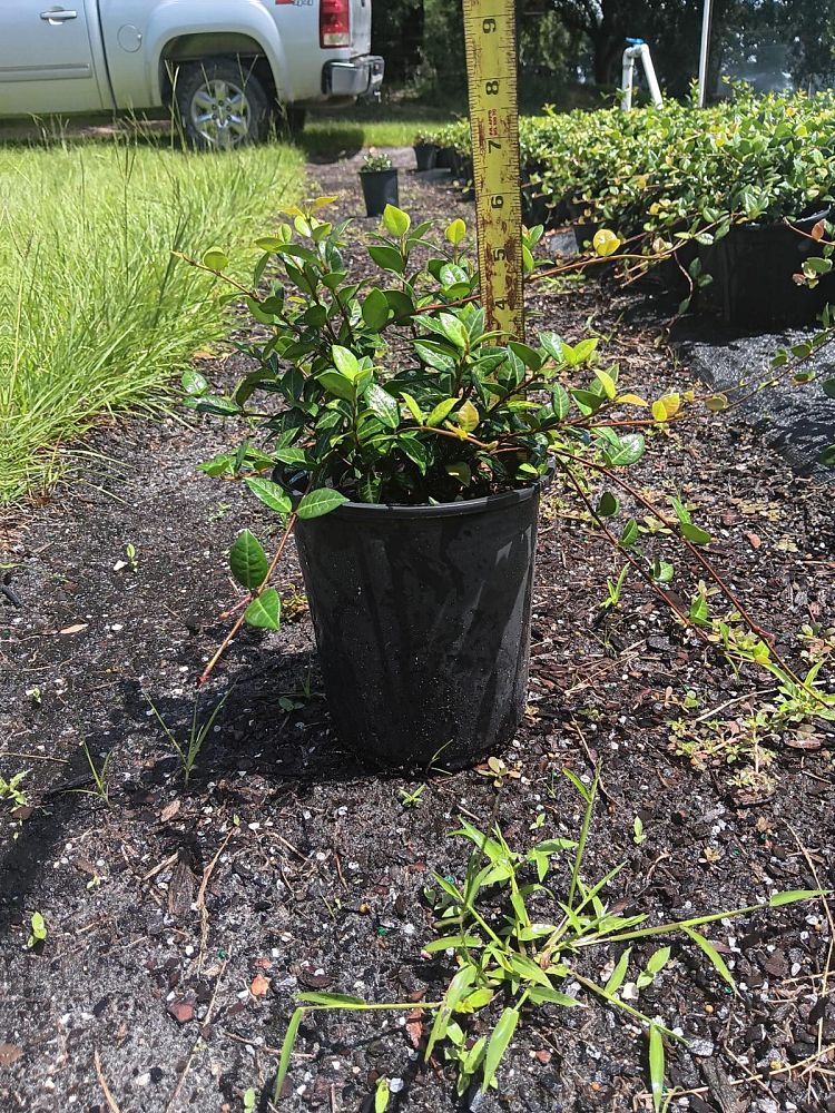 trachelospermum-asiaticum-minima-asiatic-jasmine