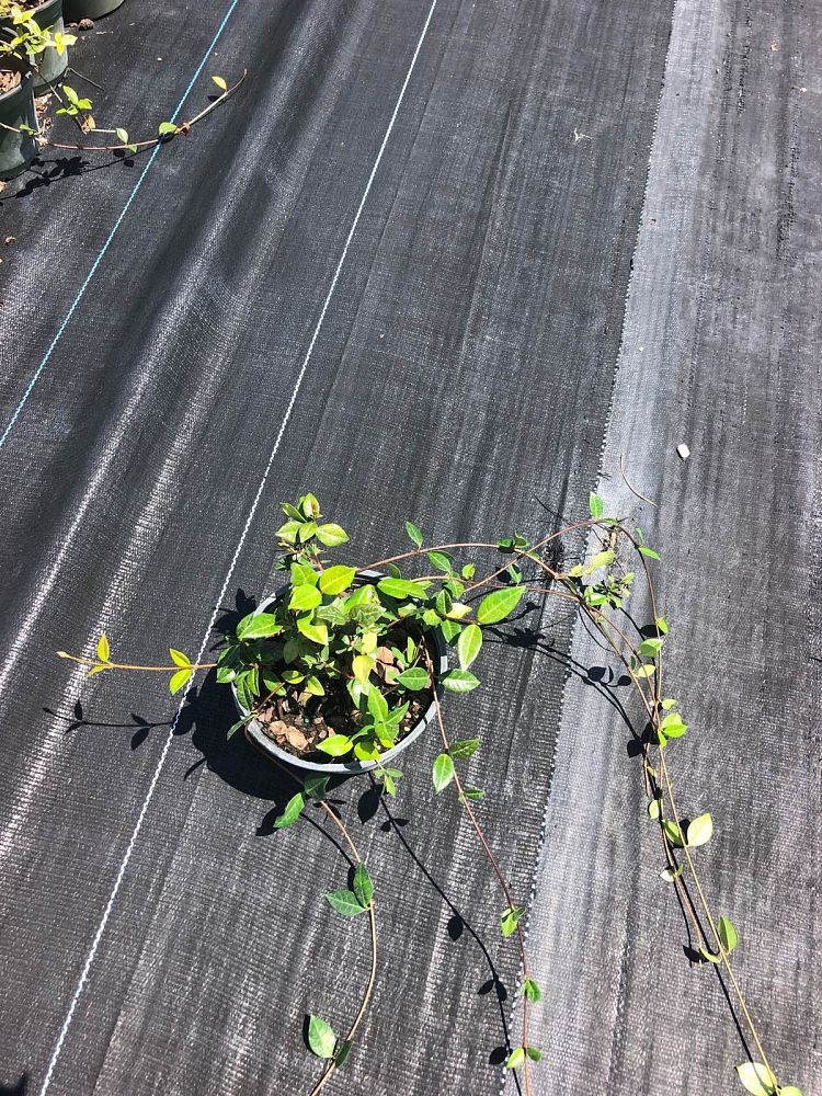 trachelospermum-asiaticum-minima-asiatic-jasmine